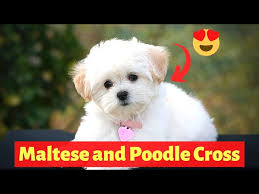 maltese cross breed maltipoo size
