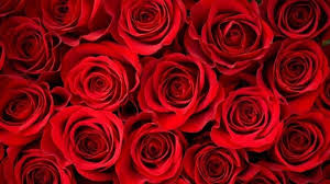 red roses hd wallpapers top free red