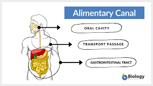alimentary c definition and