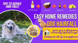 dog hair loss home remes in tamil