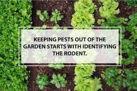 how to keep rodents out of garden
