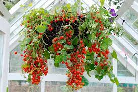 how to grow hanging tomato plants