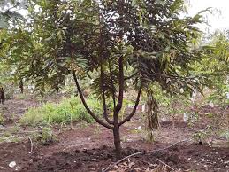 Pembenihan pada durian montong dilakukan agar tunas yang tumbuh kuat dan mempunyai daya tahan yang tinggi. Cara Menanam Durian Yang Terbukti Meningkatkan Keuntungan 20