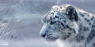 snow leopard in ice hd wallpaper