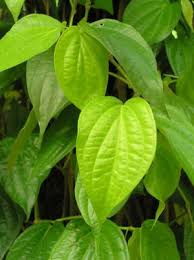 piper betel plant paan leaf