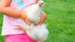 We researched the top designs to keep your hens protected. Salmon Faverolles Chickens Owner S Guide Pampered Chicken Mama Raising Backyard Chickens