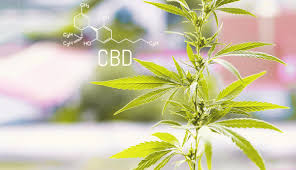 Cannabidiol (cbd) is a phytocannabinoid discovered in 1940. Want To Start A Business In Cbd Oil In The Netherlands Here S What You Need To Know