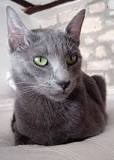 What are gray cats called?