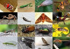 I was looking for a way to help out and was checking out the answers/ questions list.  i opened a number of the recent ones, and they all seemed to have good answers, so i filtered by unanswered (tab). Click The Insect Orders Quiz