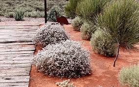 Some Desert Plants More Heatwave