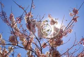 Tree Spring Flower Sky Nature Blossom Branch Blue Cherry
