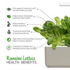romaine lettuce plant pods
