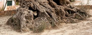oldest olive tree in the world located