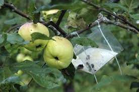 Check turf product labels for timing and control of grubs. Apple Tree Bug Treatment How To Protect Apple Trees From Insects