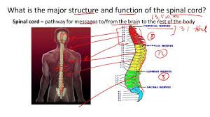 With backbone as a foundation, the web interface was rewritten from scratch so that all page content can be loaded dynamically with smooth transitions as you navigate. Spinal Cord Structure And Function Youtube