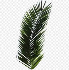 hd png free png palm tree png images
