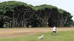 And the renovations begin: Trimmed Banyan trees on Granada Golf ...