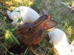 Risultati immagini per coniglio verde leprino