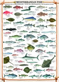 Eurographics Freshwater Fish 1000 Piece Puzzle Discover