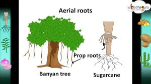 Image result for prop root