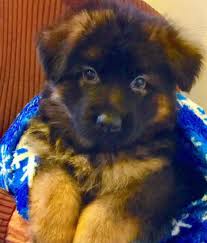 Cloud, mn dedicated to breeding outstanding show, performance, and companion 100% purebred, akc registered german shepherd puppies for sale$2,000.00 we are located in southwest iowa. Long Haired German Shepherds For Sale Illinois Regis Regal