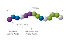 essential amino acids branched chain