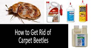 kill carpet beetles