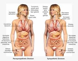 Organs are organised into organ systems. Two Drawings Show The External And Internal Organs Autonomic Nervous System Female Free Transparent Png Download Pngkey