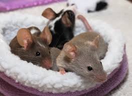 why mice are really rather nice