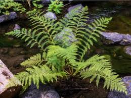 Lady Fern Plants Learn How To Grow A