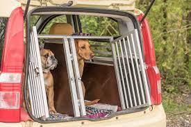 How To Keep Your Pet Safe In Your Car