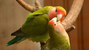 7 lovely facts about the lovebird
