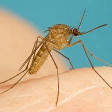 Продължителността на живот на комарите е между 4 и 8 седмици.1. Predpazvane I Uhapvane Ot Komari Vshki Komari Uhapvaniya Dnevnikt Na Mama I Tatko