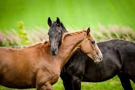 How to help your horse make friends