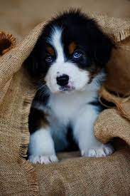 It is the goal of puppies galore & more to match the correct puppy or pet with the correct family for years of enjoyment. Puppy Stores Near Me Online Shopping