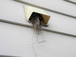 What To Do About Birds In A Dryer Vent
