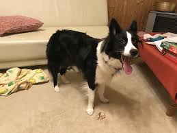 is my border collie correct weight