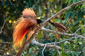 Mengenal Burung Cendrawasih, Burung Super Cantik dari Indonesia Timur -  TheMoonDoggies