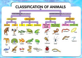 Proper Classification Chart For Animals Classification Of