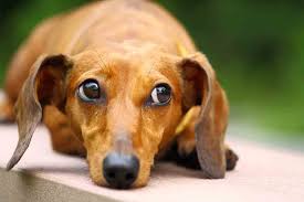 What Is The Best Dog Food For Dachshunds Our 5 Top Picks