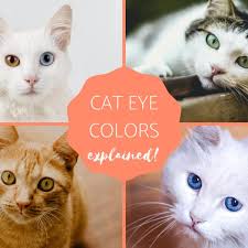 most common cat eye color and their