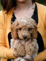 toy goldendoodle and mini goldendoodle
