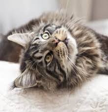 It's not a label given to all fluffy cats. Maine Coon Kittens For Sale Adoptapet Com