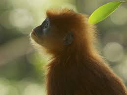 red leaf monkey national geographic