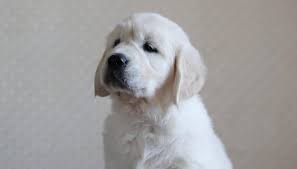 Find local golden retriever puppies for sale and dogs for adoption near you. Beautiful Golden Retriever Puppies For Adoption Home Facebook