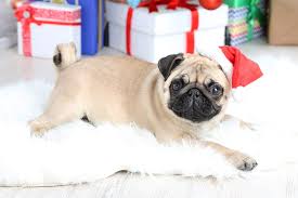 11 hard to find pug christmas gifts you