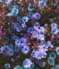 Posts must be both trippy and about interior design / decoration. Trippy Aesthetic Flowers Image By Mcyeetser