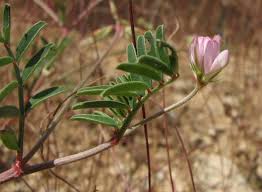 Hedysarum spinosissimum L. | Flora of Israel Online