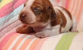 You can have faith in uptown puppies to find your perfect dachshund for sale alabama. Dachshund Pets And Animals For Sale Gadsden Al