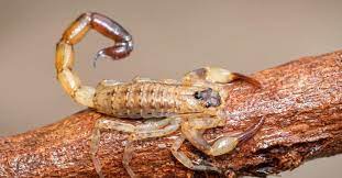 are scorpions poisonous or dangerous